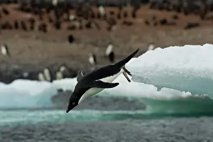 Antartica: Adelie Penguin Diving