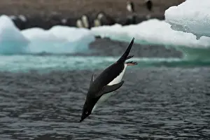 Antartica: Adelie Penguin Diving