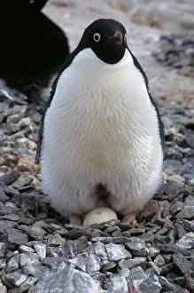 Patch: Adelie Penguin with Egg