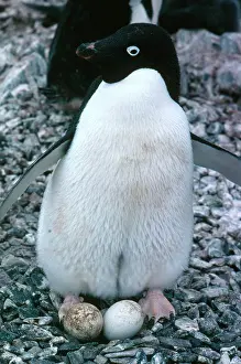 Patch: Adelie Penguin with Egg