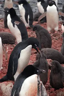 Torgersen: Adelie Penguin Feeding Chick