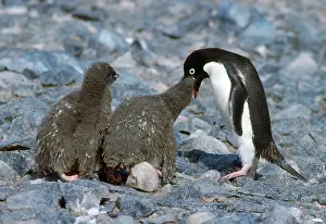 Regurgitating: Adelie Penguin - feeding chicks