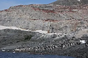 Gourdin: Adelie Penguin - Gourdin Island - Antarctic Peninsula