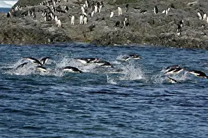 Gourdin: Adelie Penguin - Gourdin Island - Antarctic Peninsula