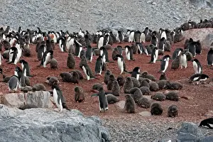 Gourdin: Adelie Penguin - Gourdin Island - Antarctic Peninsula