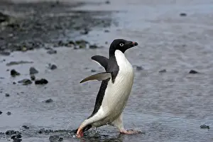 Gourdin: Adelie Penguin - Gourdin Island - Antarctic Peninsula