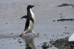 Gourdin: Adelie Penguin - Gourdin Island - Antarctic Peninsula