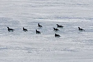 Tobogganing: Adelie Penguin - group sliding across ice