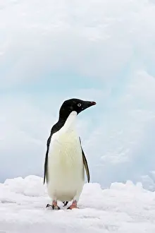 Whilst: Adelie Penguin - on iceberg whilst snowing