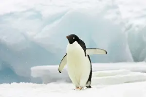 Whilst: Adelie Penguin - on iceberg whilst snowing
