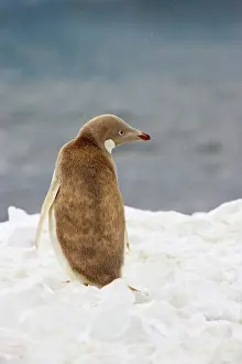 Defects: Adelie Penguin - leucistic individual
