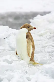Defects: Adelie Penguin - leucistic individual