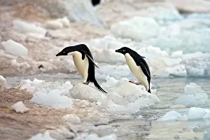 Paulet: Adelie Penguin - Paulet Island - Antarctic Peninsula