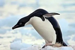 Paulet: Adelie Penguin - Paulet Island - Antarctic Peninsula
