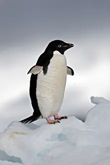Paulet: Adelie Penguin - Paulet Island - Antarctic Peninsula