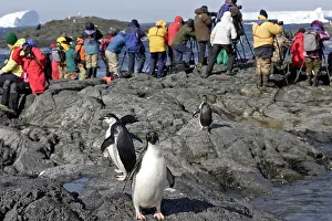 Photographers: Adelie Penguin - photographers - Antarctic Peninsula