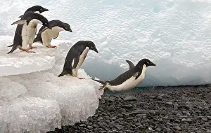 Leaps: Adelie Penguin (Pygoscelis adeliae), adults, leaping