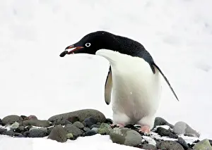 Adeliae: An Adelie Penguin (Pygoscelis Adeliae) at