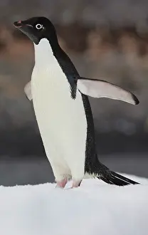 Foreground: Adelie Penguin (Pygoscelis adeliae), Antarctica