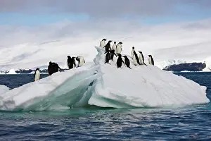 Florist: Adelie Penguin (Pygoscelis adeliae), Antarctica
