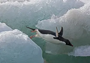 Adeliae: Adelie Penguin (Pygoscelis adeliae), Antarctica