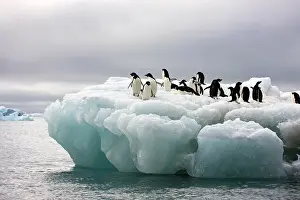 Florist: Adelie Penguin (Pygoscelis adeliae), Antarctica