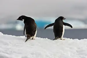 Foreground: Adelie Penguin (Pygoscelis adeliae), Antarctica
