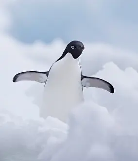 Adeliae: Adelie Penguin (Pygoscelis adeliae) standing wi
