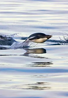 Adeliae: Adelie Penguin (Pygoscelis adeliae) swimming