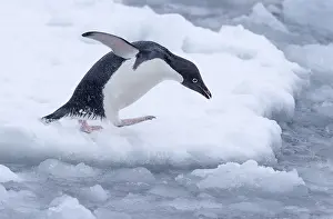 Adeliae: Adelie Penguin (Pygoscelis adeliae) walking tow