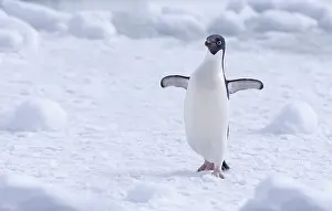 Adeliae: Adelie Penguin (Pygoscelis adeliae) walking wit