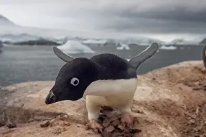 Features: adelie penguin, Pygoscelis Adeliae, along the western