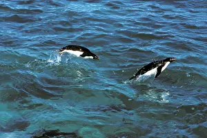 Porpoising: Adelie Penguin - In sea porpoising