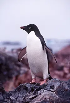 Adelie: ADELIE PENGUIN - one standing on rock
