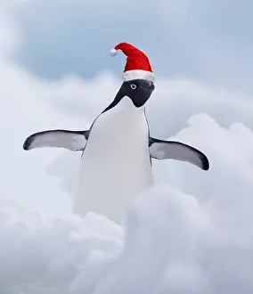 040718: Adelie Penguin, standing with its wings wide wearing