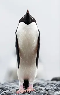 Thin: Adelie penguin stretching
