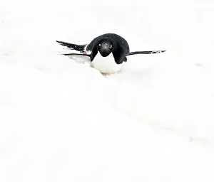Stomach: Adelie Penguin tobogganing
