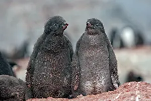 Gourdin: Adelie Penguin - young - Gourdin Island - Antarctic