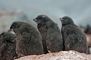 Gourdin: Adelie Penguin - young - Gourdin Island - Antarctic