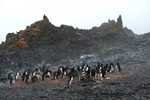 Flurries: Adelie Penguins