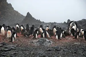 Flurries: Adelie Penguins