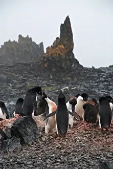 Flurries: Adelie Penguins