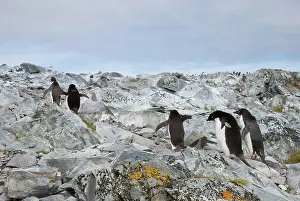 Torgersen: Adelie Penguins