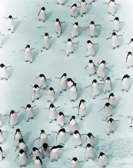 Enhance: Adelie Penguins