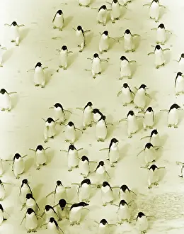 Enhance: Adelie Penguins