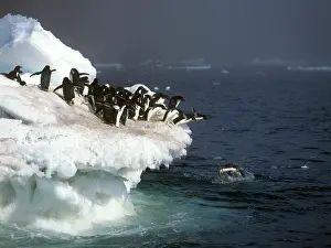 Leaps: Adelie Penguins