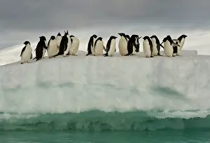 Antartica: Adelie Penguins