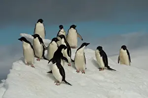 Antartica: Adelie Penguins