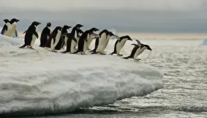 Adeliae: Adelie Penguins