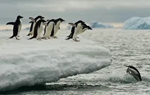 Adeliae: Adelie Penguins